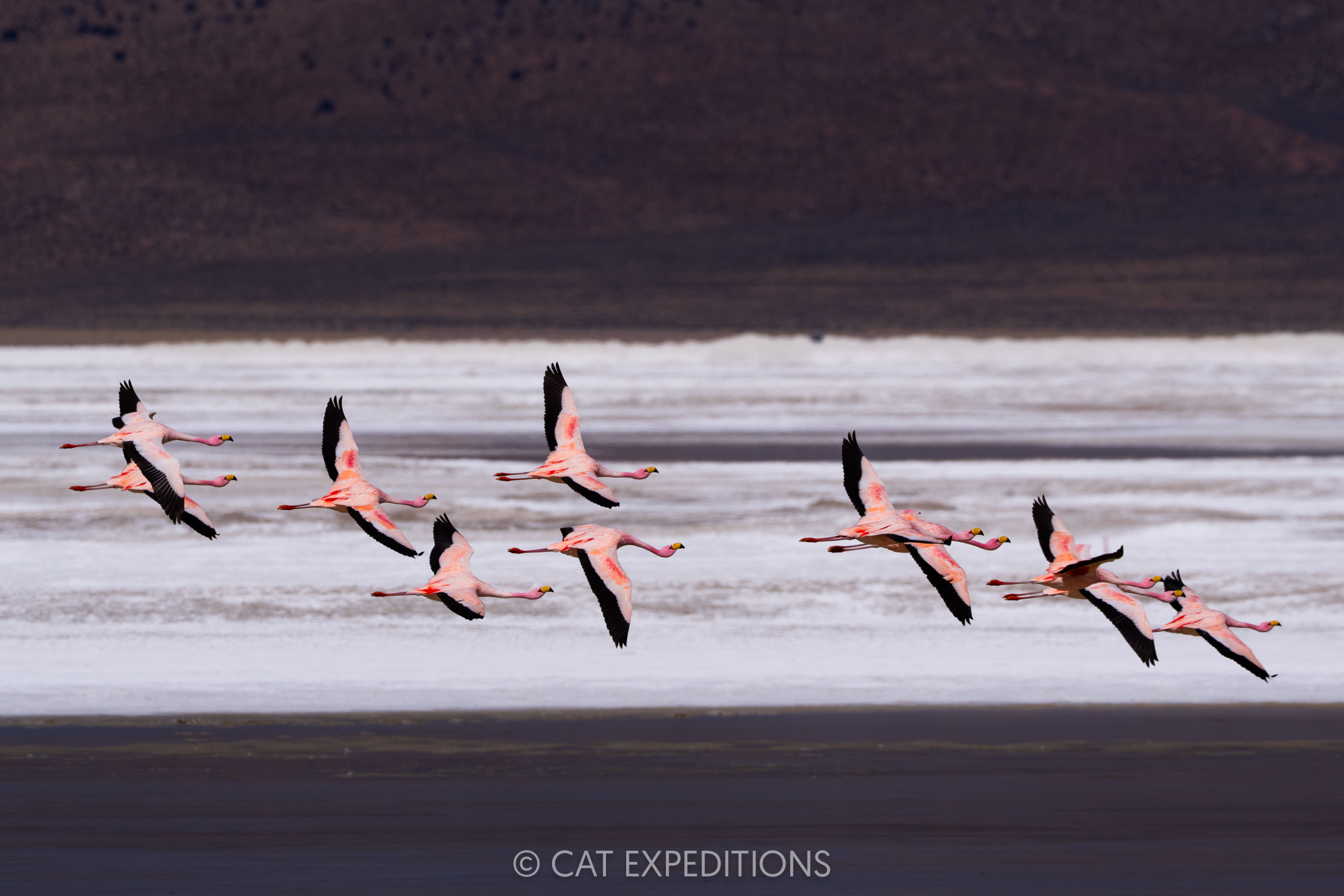 James's flamingo flock flying, Andes, Chile James's flamingo flock flying, Andes, Chile