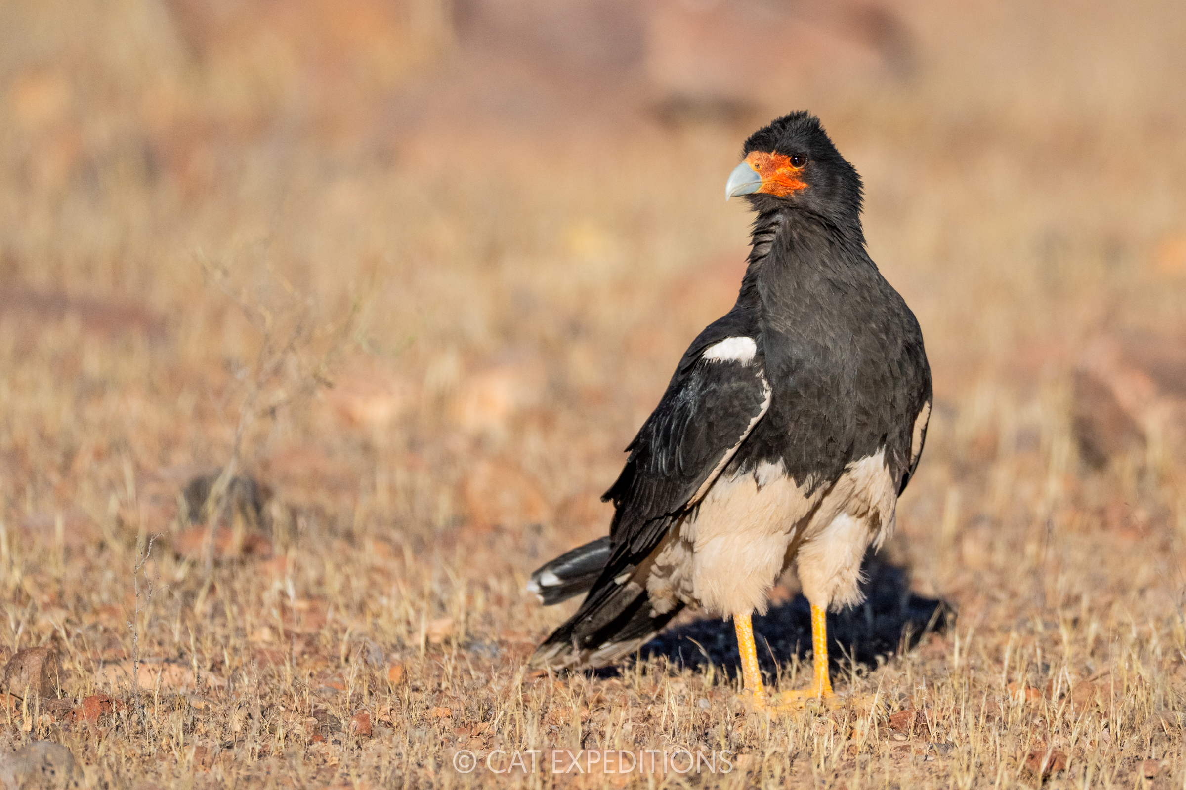 Mountain caracara, Andes, Chile Mountain caracara, Andes, Chile