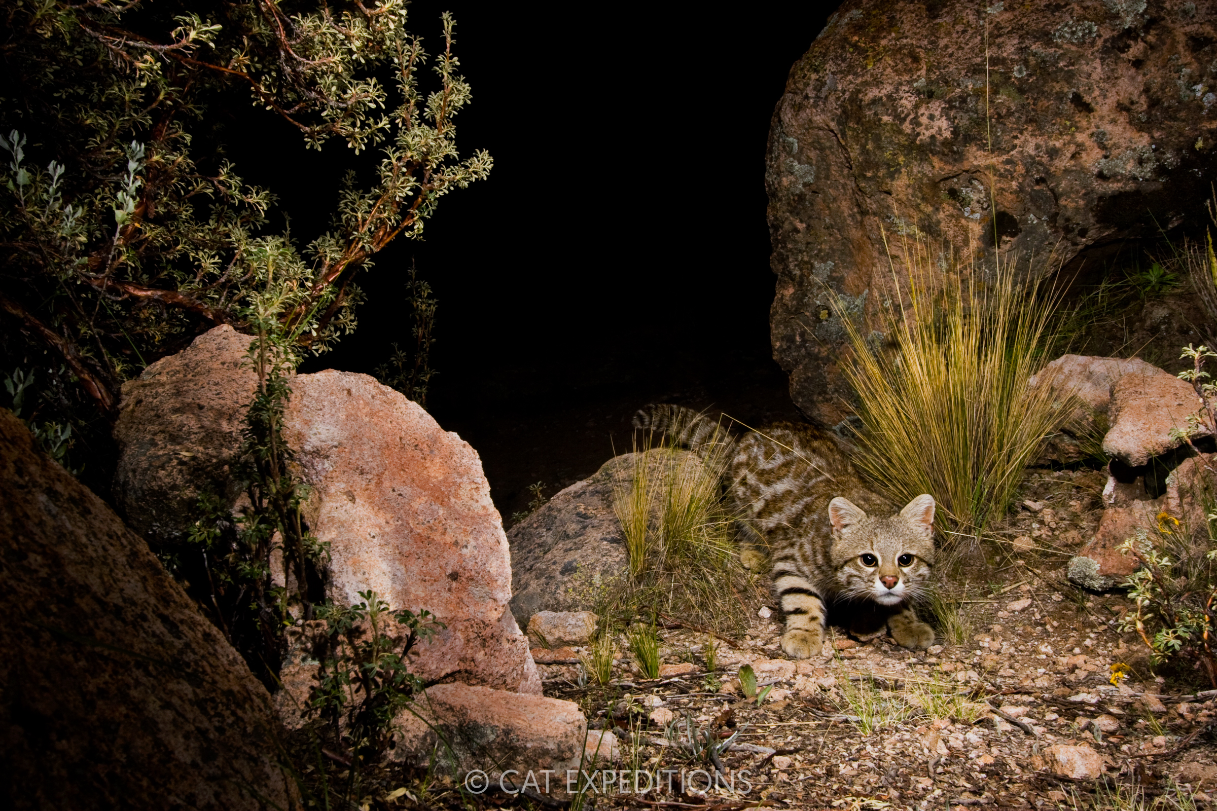 The pink nose and short, thinner tail give this cute away as the Desert Pampas Cat, compared to the Andean mountain cat which has a black nose, and a thicker, longer tail.