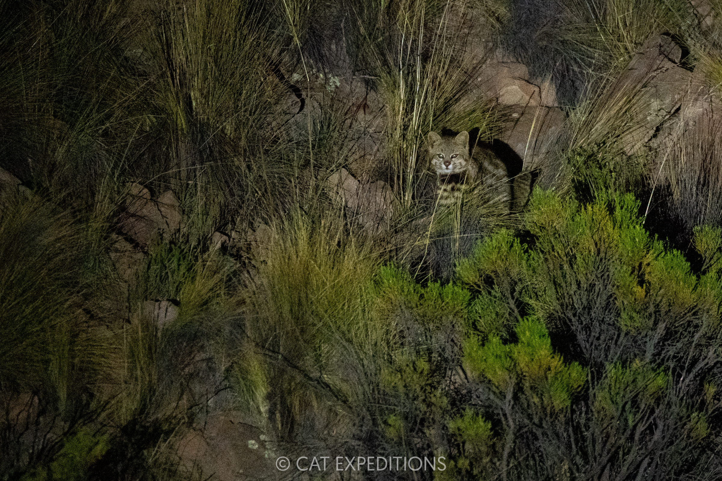 Desert Pampas Cat in altiplano at night, Andes Desert Pampas Cat in altiplano at night, Andes