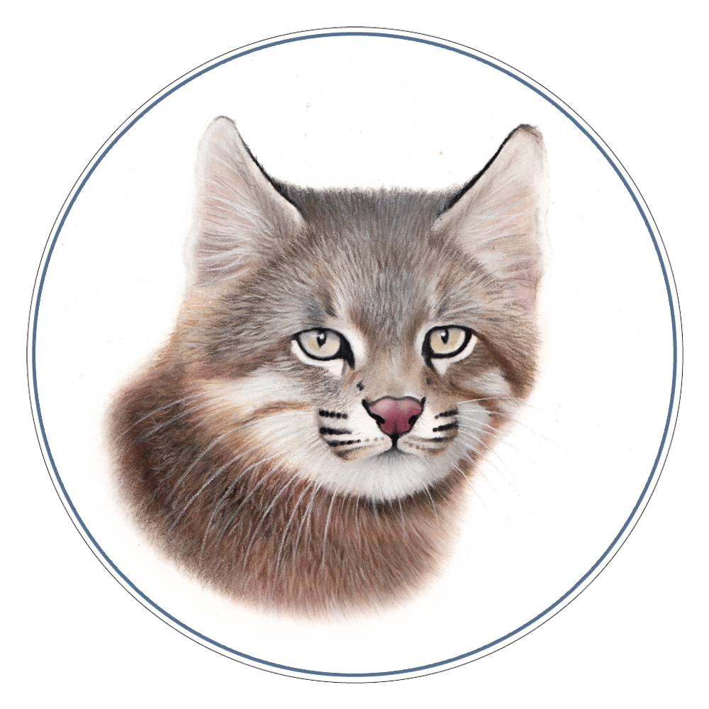 Desert Pampas Cat Illustration