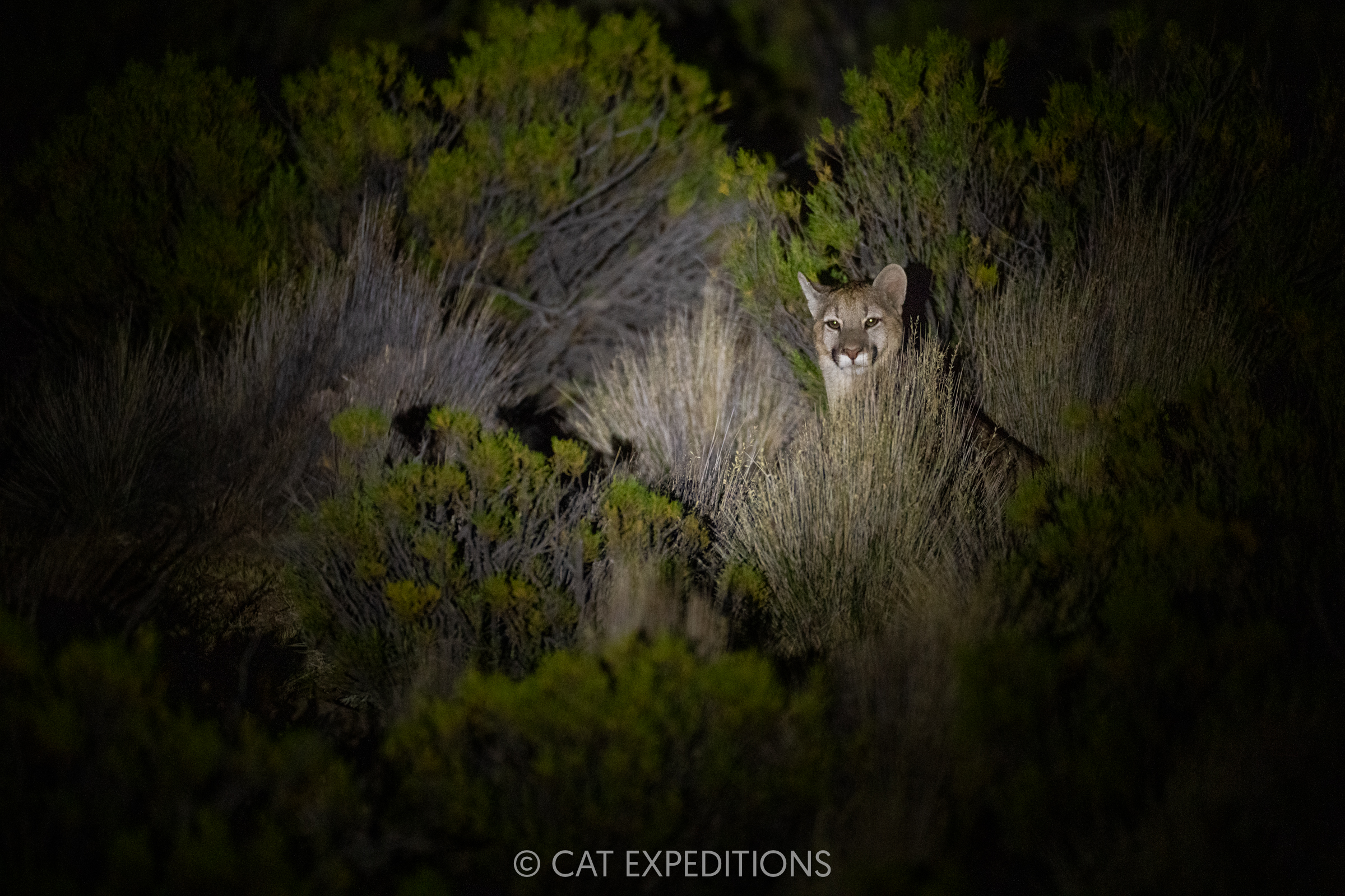 Puma in high Andes at night, Chile Puma in high Andes at night, Chile
