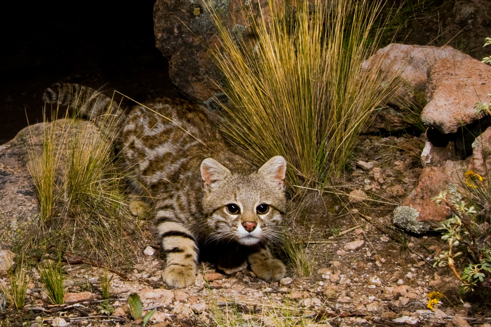 SEARCH FOR THE DESERT PAMPAS CAT