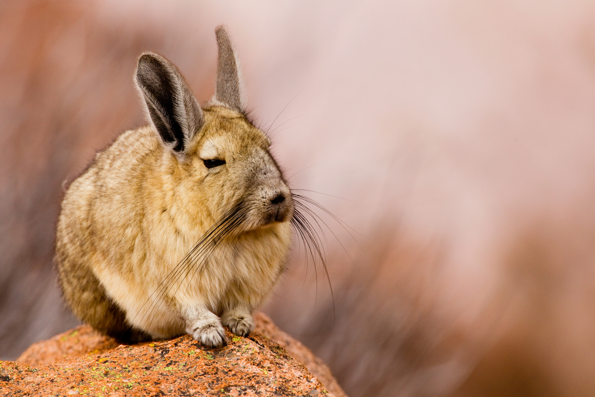 Southern Viscachas are a preferred prey item for the Andean cat, and the two are closely linked in habitat. Chinchillas used to be a major prey item before the pet trade decimated their numbers.