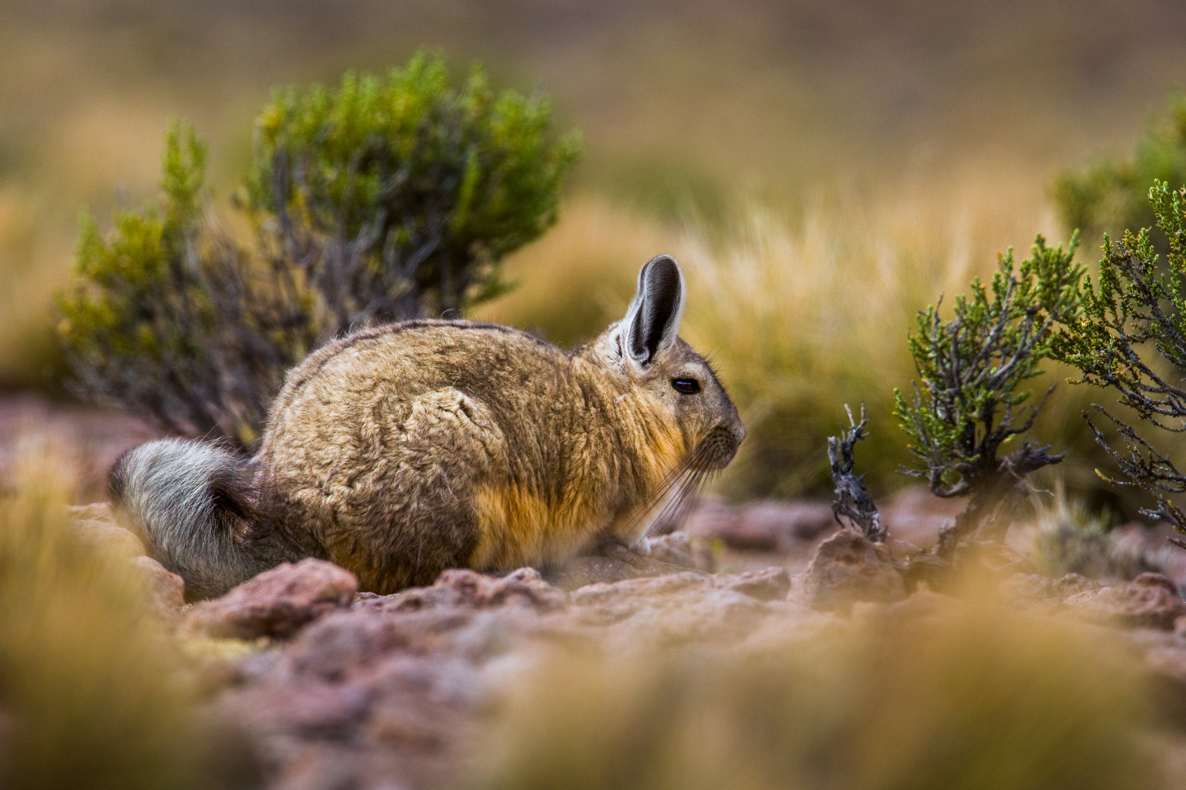 Southern Viscacha, Andes Southern Viscacha, Andes