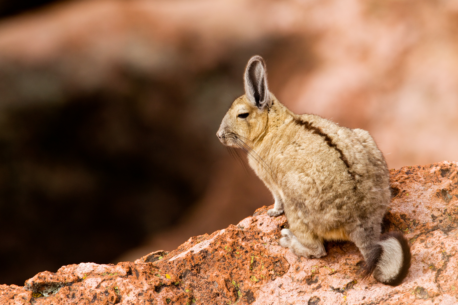MEET OTHER HIGH ALTITUDE MAMMALS LIKE VISCACHAS