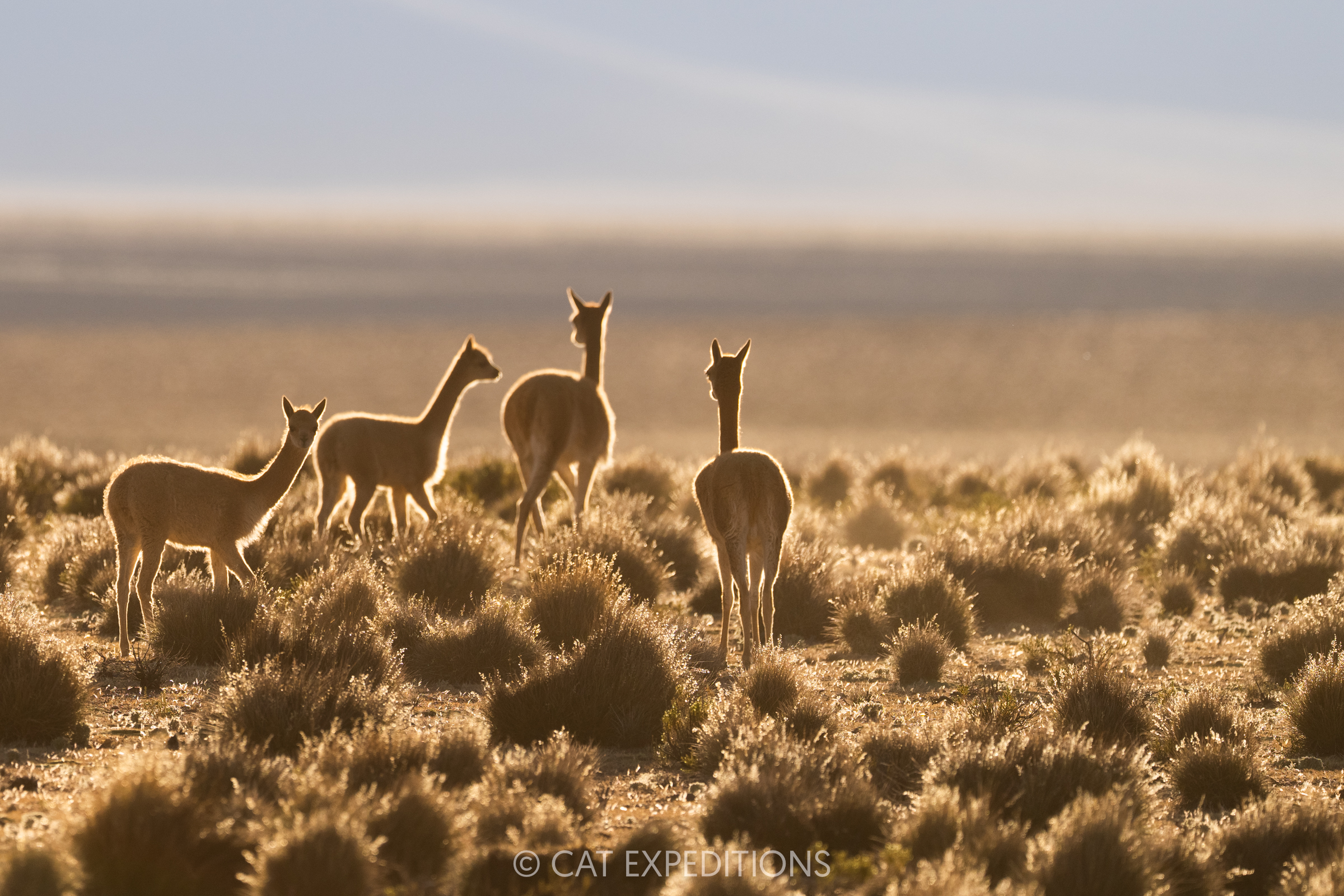 Vicuna herd, Andes, Chile Vicuna herd, Andes, Chile