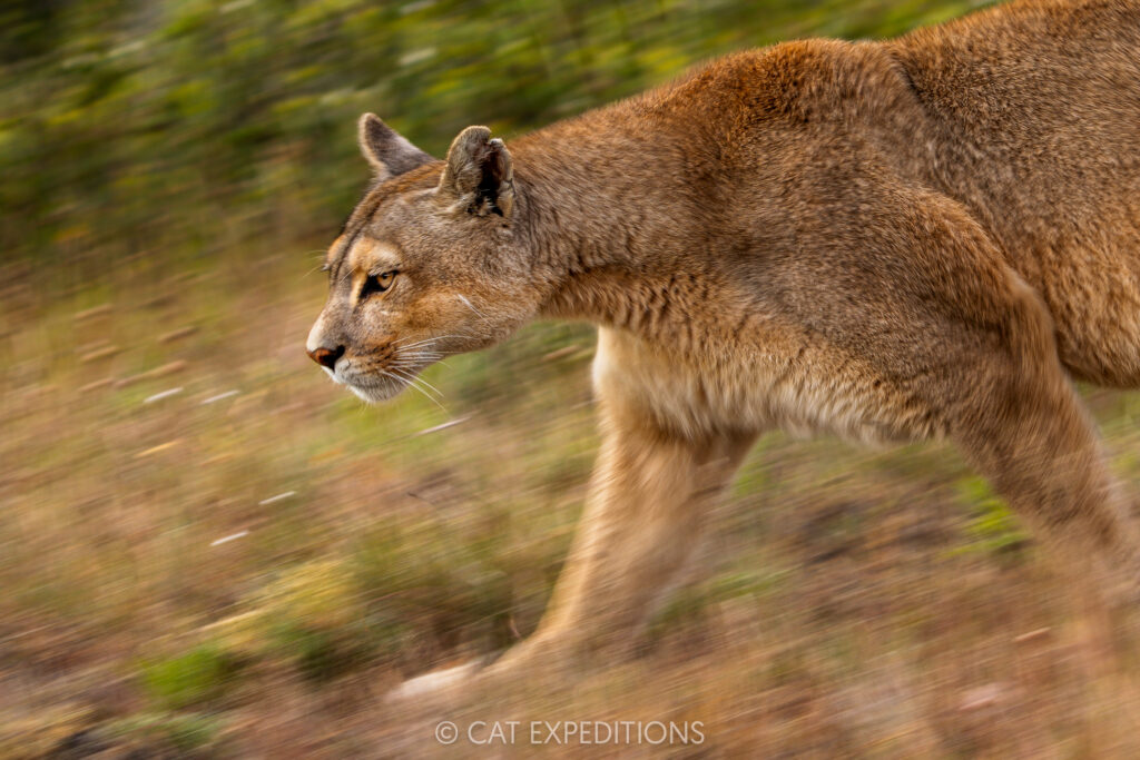Puma female, Dania, on the move, taken during our Pumas of Patagonia Photo Tour 2025