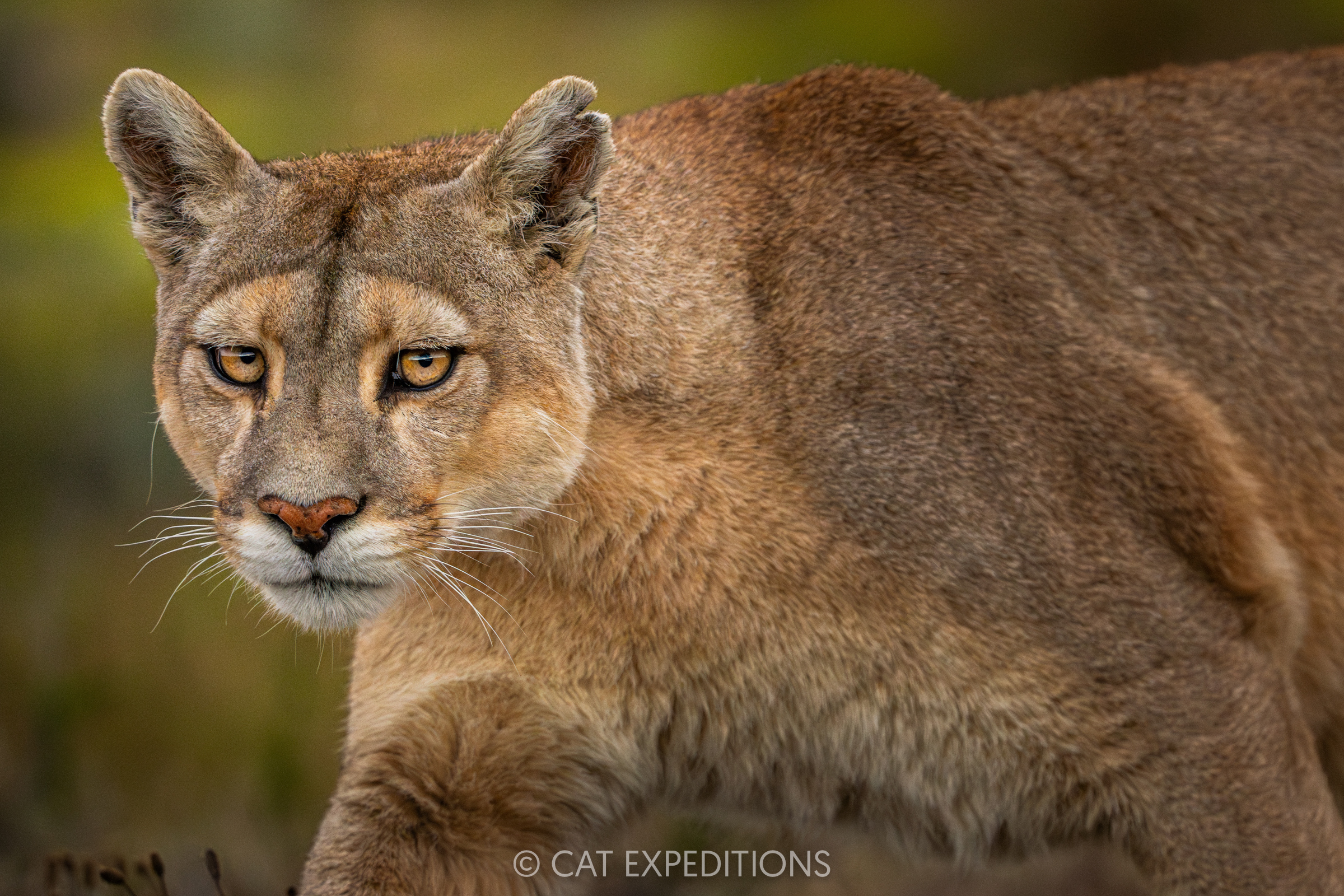 Puma female, taken during our Pumas of Patagonia Photo Tour 2025