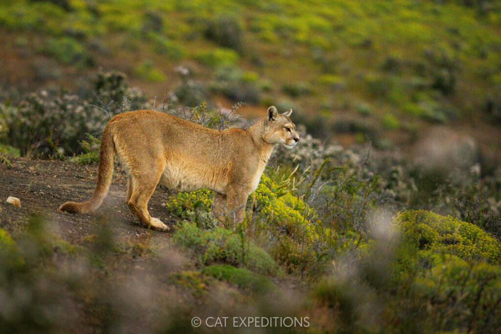 Puma female, Dania, looking out, taken during our Pumas of Patagonia Photo Tour 2025