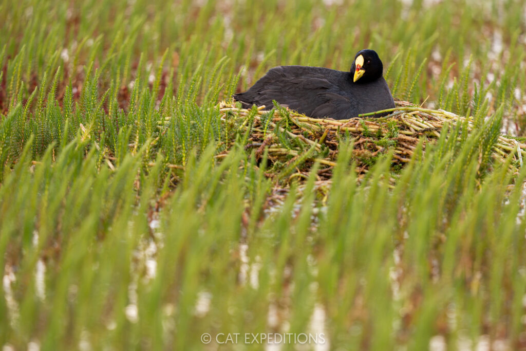 Red-gartered Coot on nest, taken during our Pumas of Patagonia Photo Tour 2025