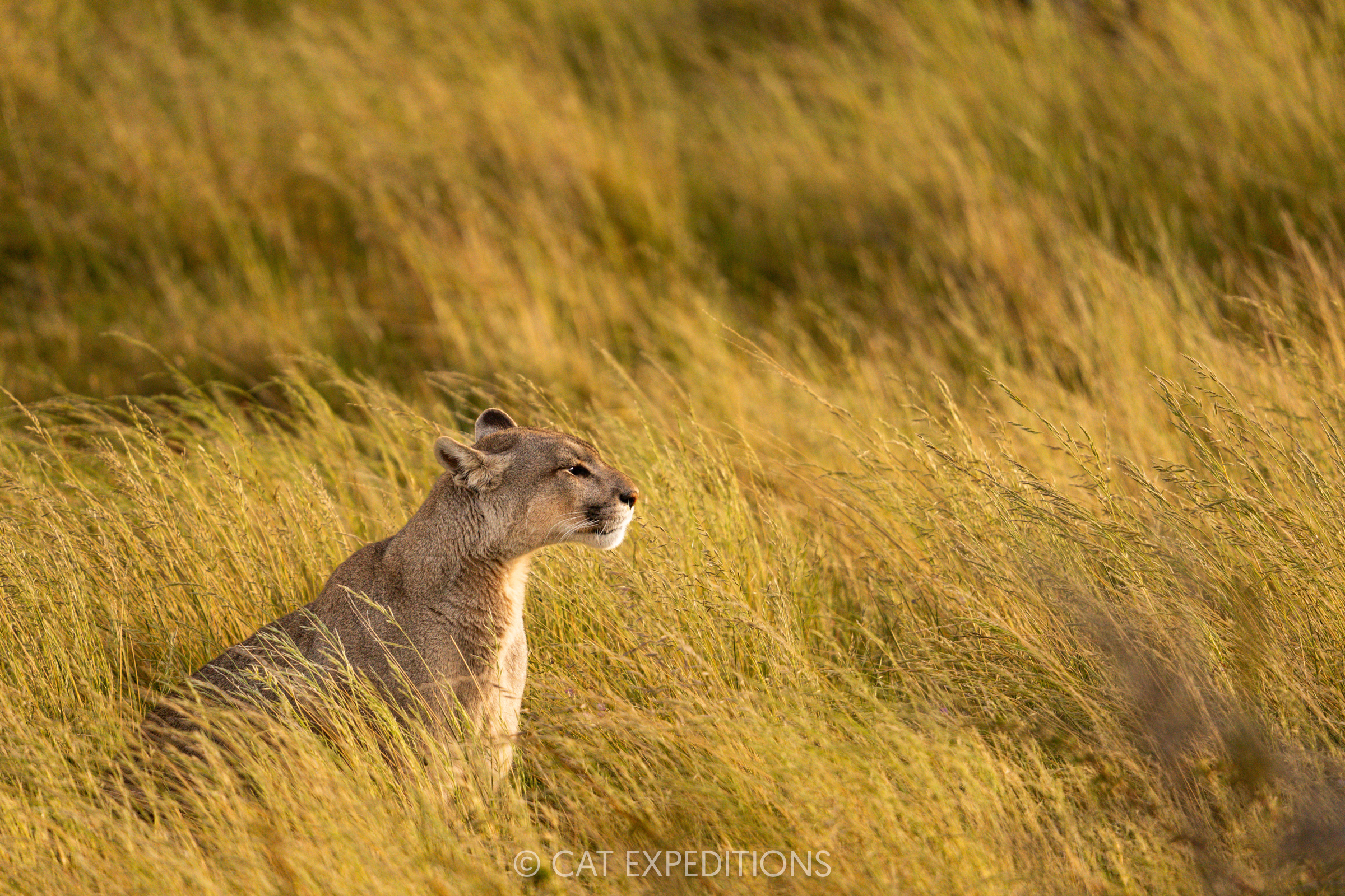 Puma female, PEtaka, taken during our Pumas of Patagonia Photo Tour 2025