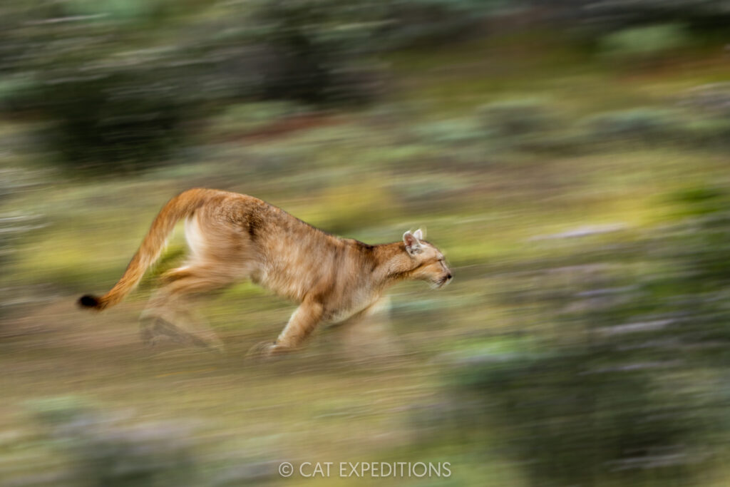 Copito, eight month old male cub, running, taken during our Pumas of Patagonia Photo Tour 2025