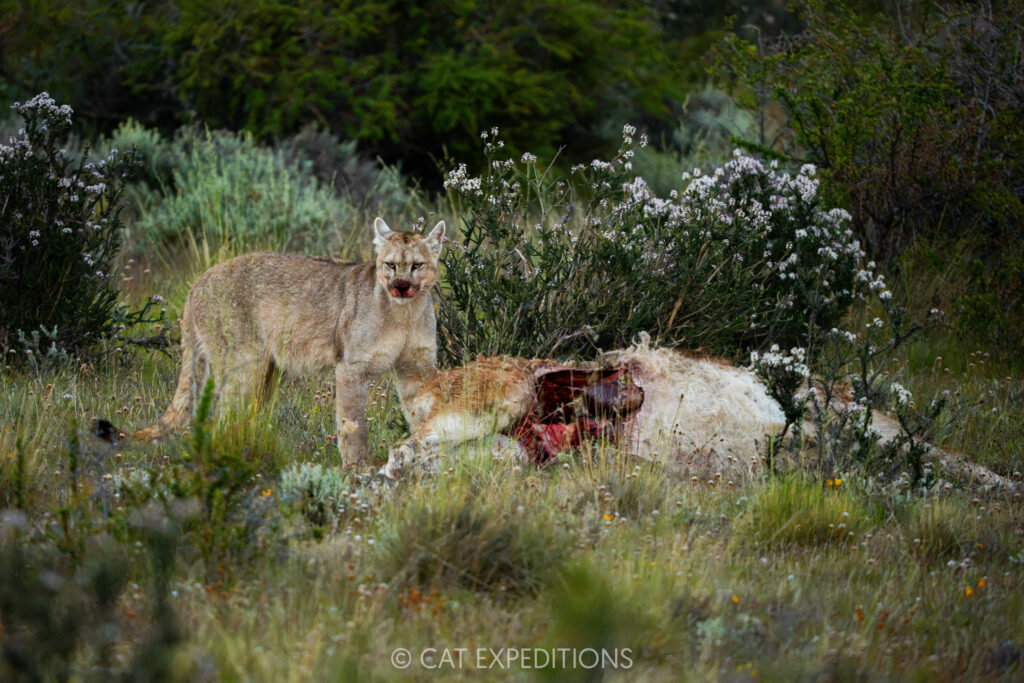 Copito, eight month old male cub, feeding on guanaco prey, taken during our Pumas of Patagonia Photo Tour 2025
