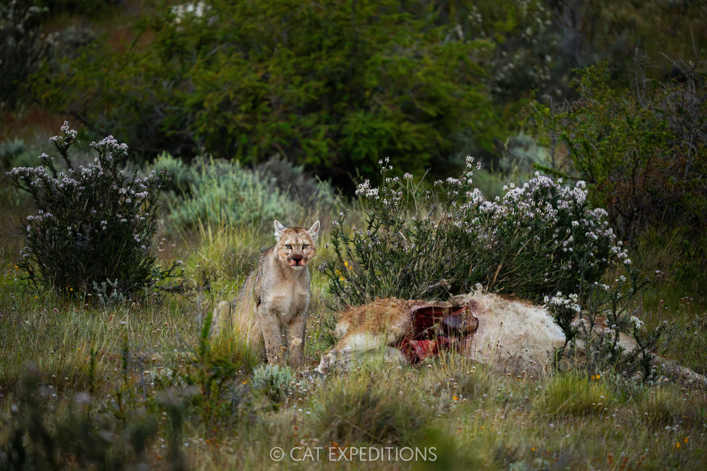 Copito, over a year old male cub, taken during our Pumas of Patagonia Photo Tour 2025