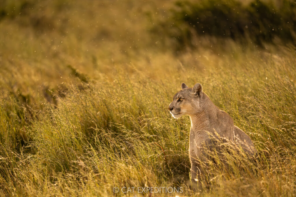 Puma female, Petaka, with backlit rainfall, taken during our Pumas of Patagonia Photo Tour 2025