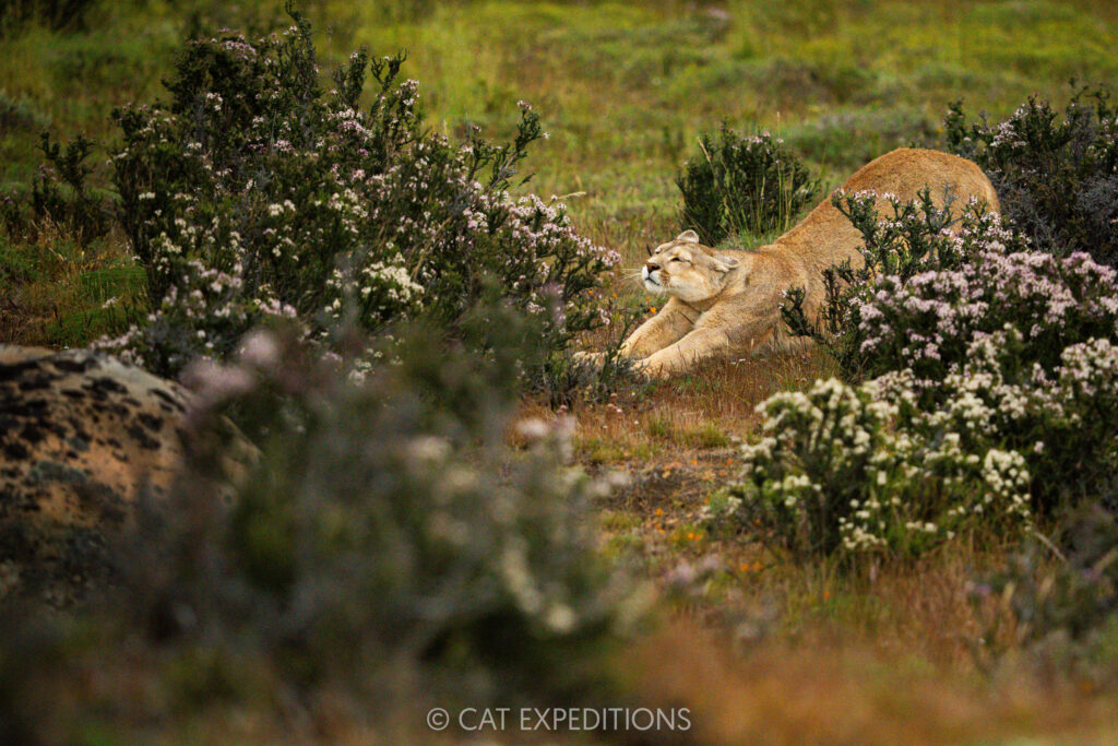 Puma female, Dania, stretching and getting ready to move, taken during our Pumas of Patagonia Photo Tour 2025