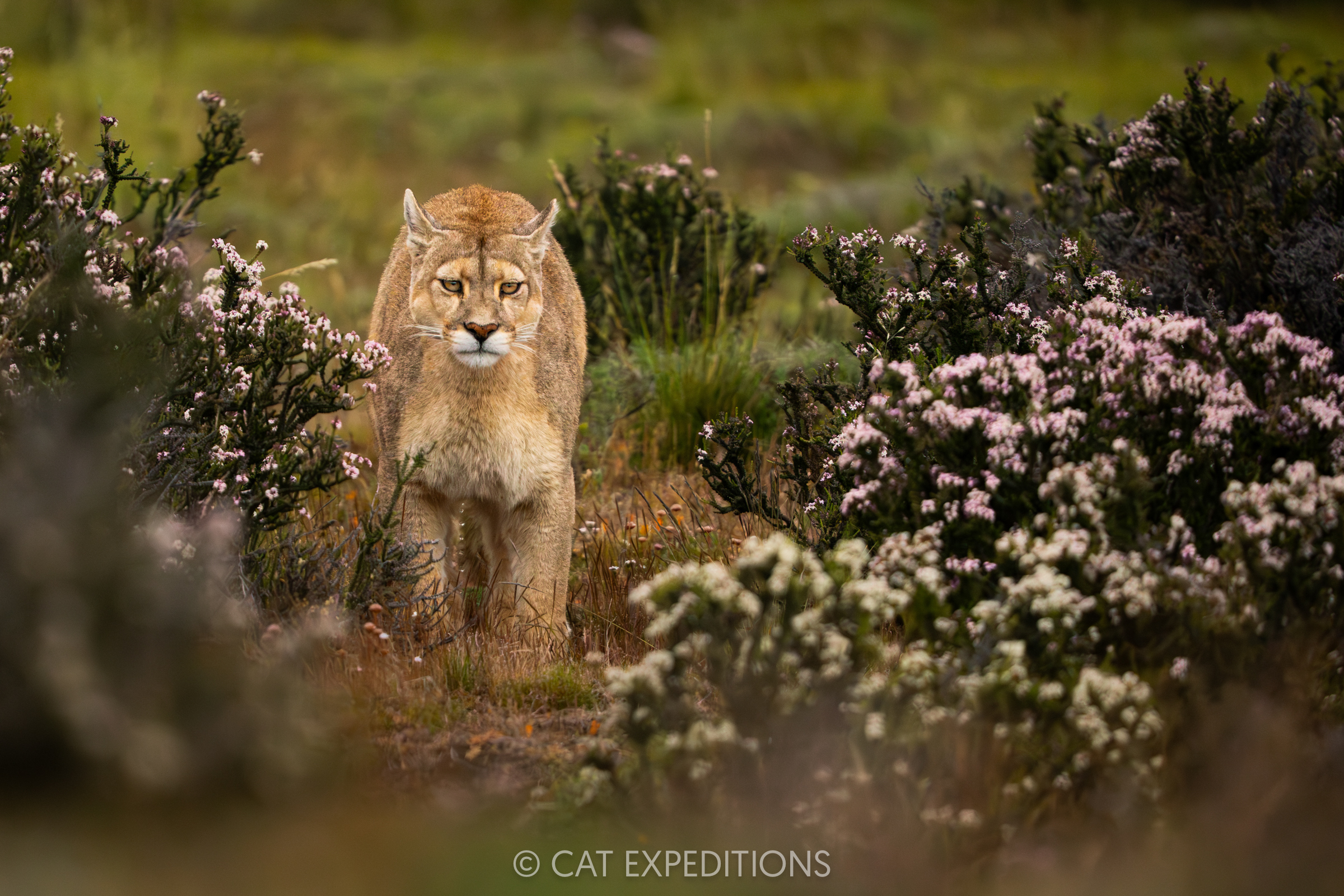 Puma female, taken during our Pumas of Patagonia Photo Tour 2025