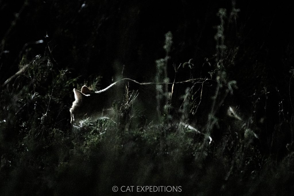 Afro-Asiatic Wildcat at night, taken during our Cheetahs and Servals of the Serengeti 2025 Photo Tour