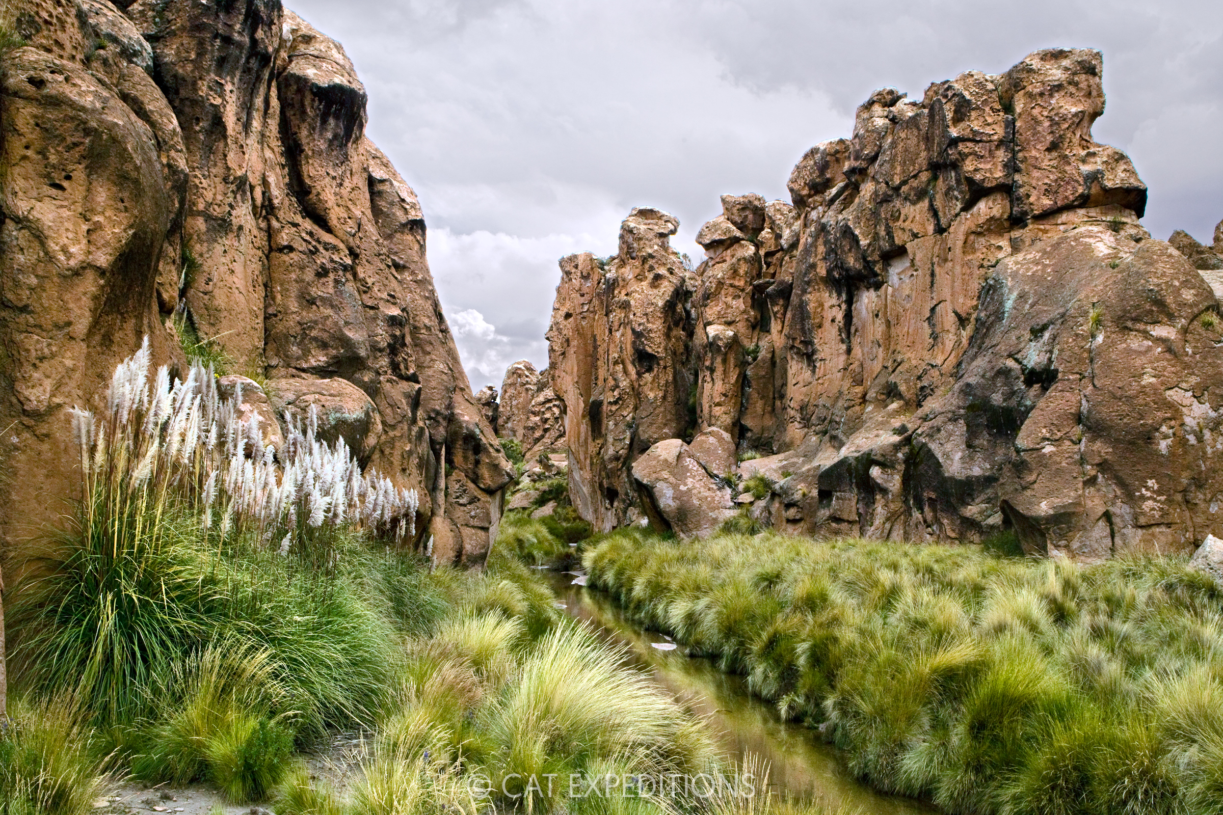 Canyons in the altiplano are just one of many different habitats the Desert Pampas Cat occupies.