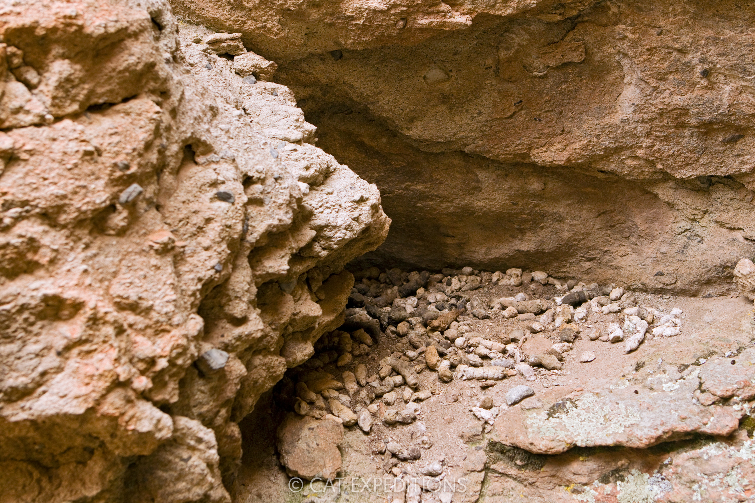Andean mountain cats, like many of the species in the Leopardus genus, latrine. This means they go to the bathroom in the same spot over and over again. Why they do this still remains a mystery.