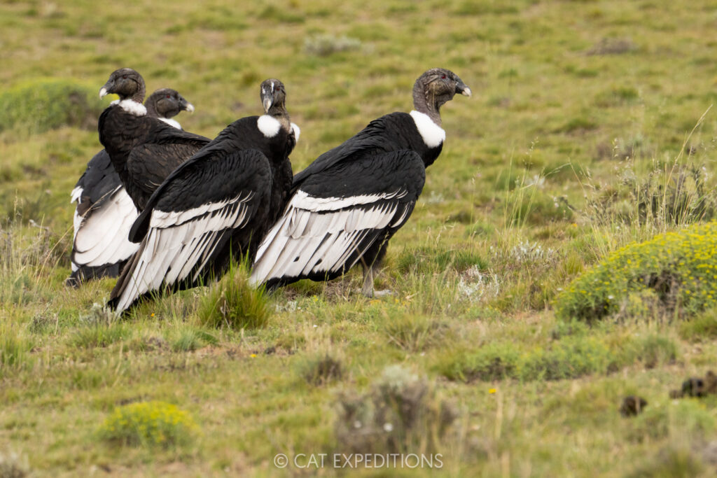 Andean condors gathered to try and scavenge a roadkilled guanaco, taken during our Pumas of Patagonia Photo Tour 2025