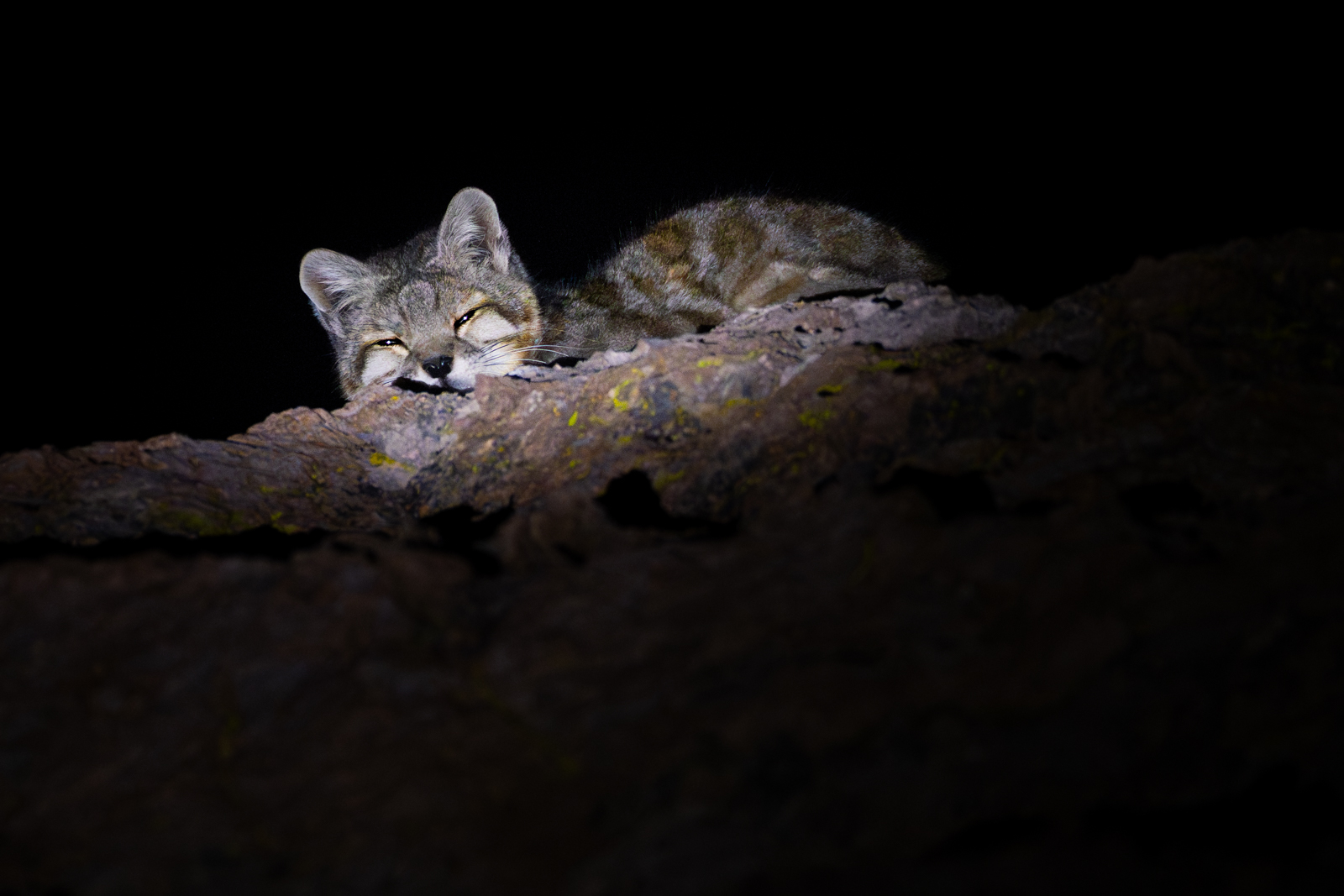 Andean Mountain Cat at Night