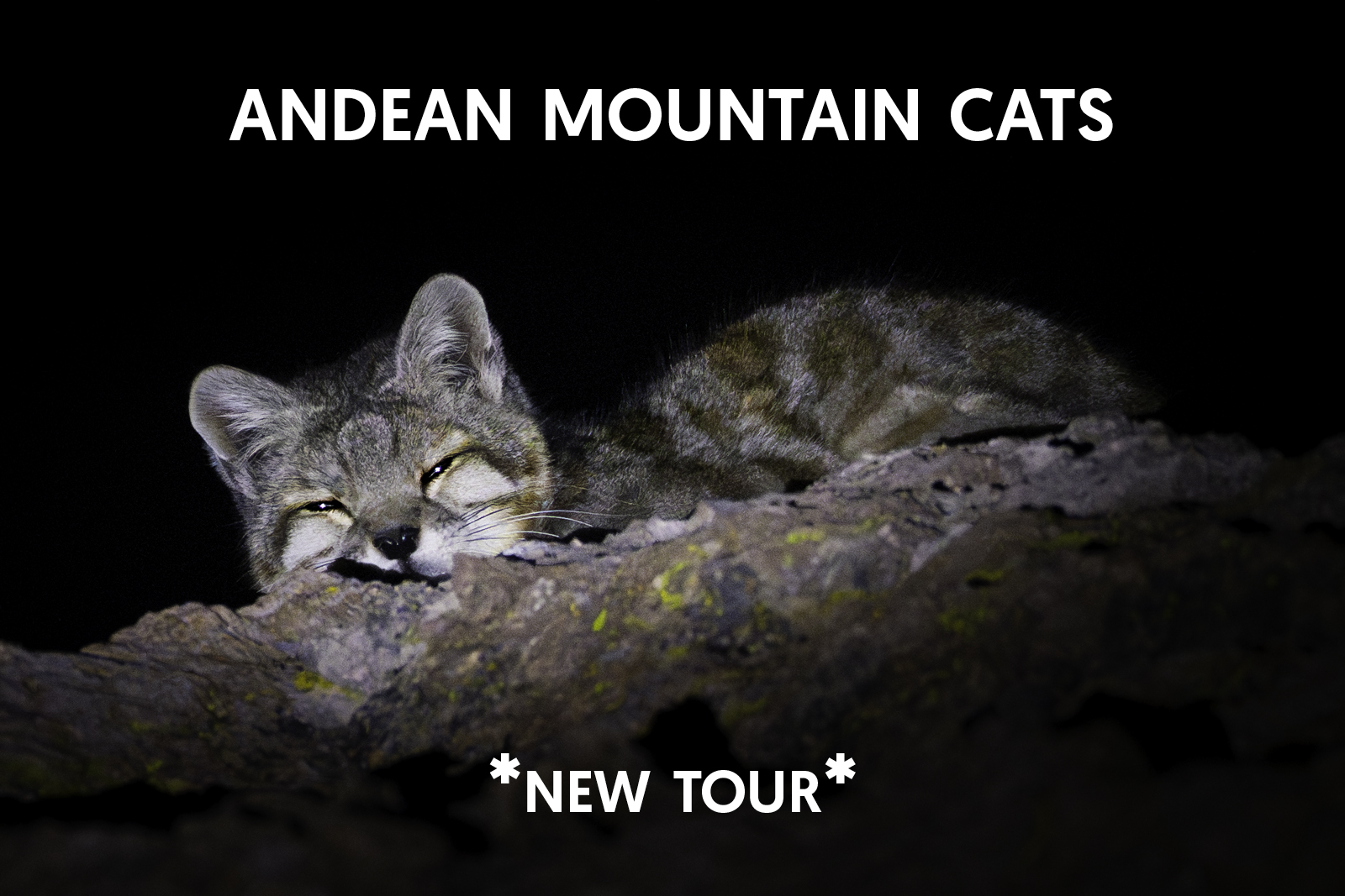 Cat Expeditions - Andean Mountain Cat Photo Tour