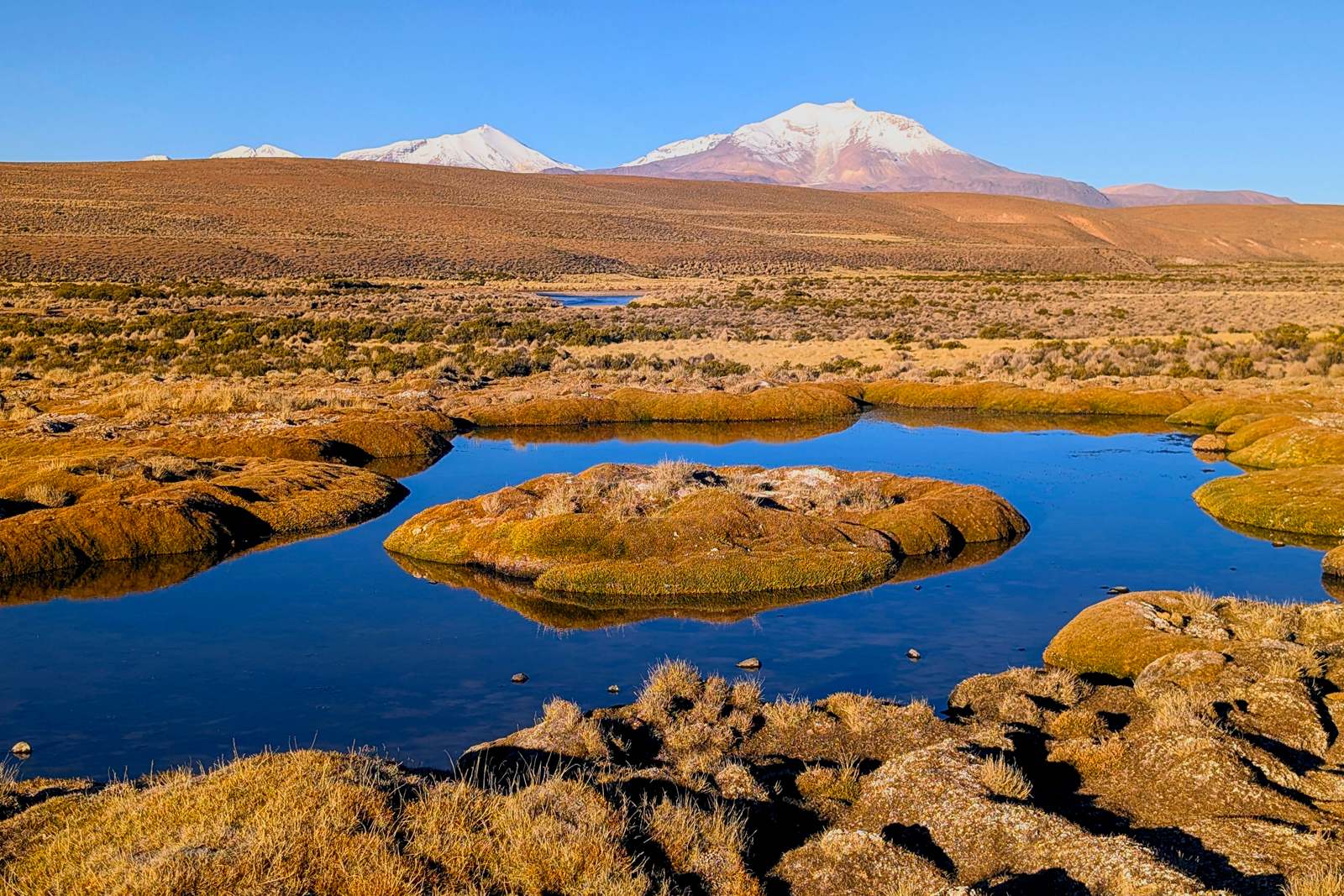 Andean Mountain Cat Altiplano habitat