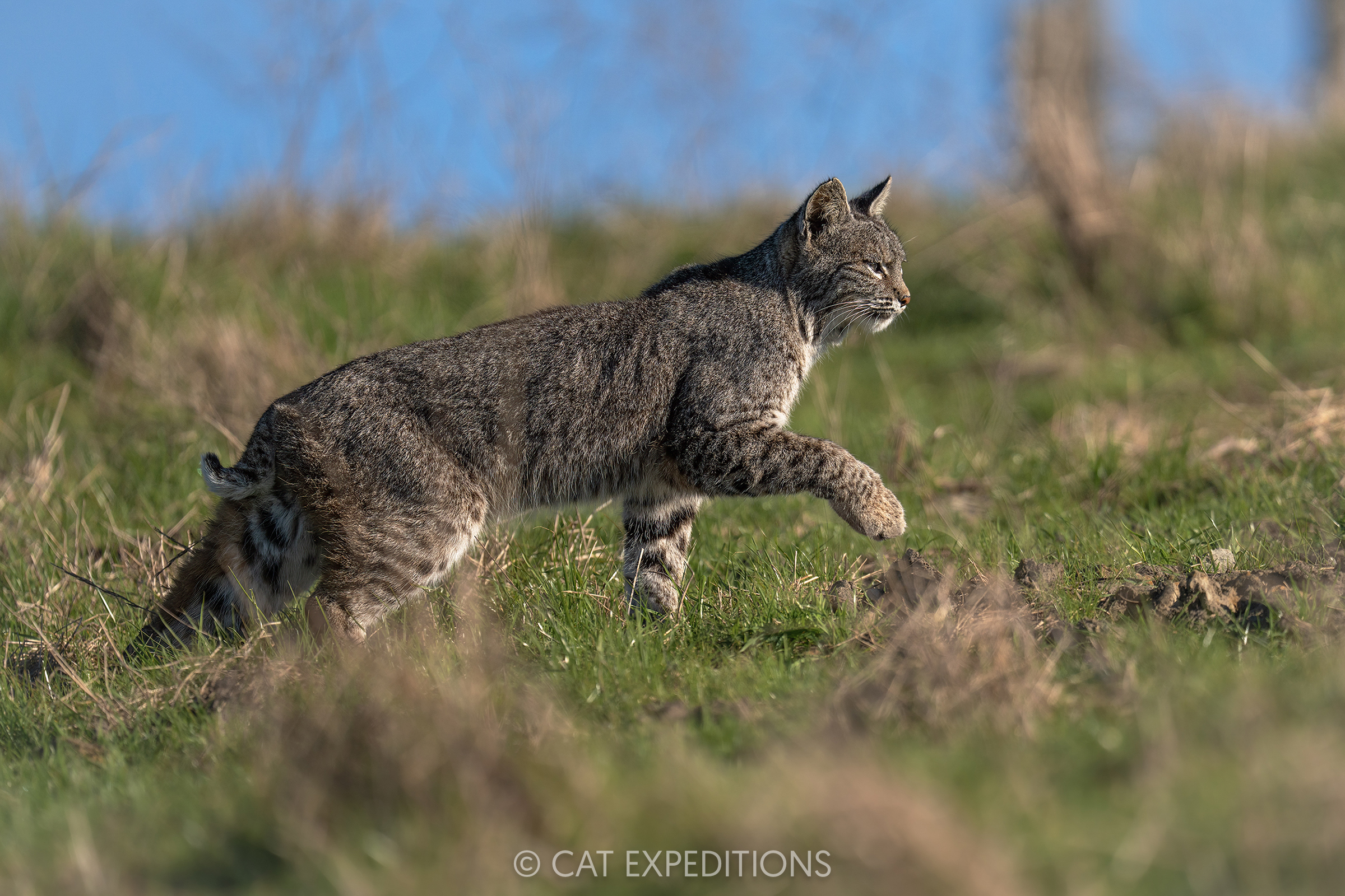 Bobcat female, taken during our private Bobcats of California photo tour in 2025. Photo by Cat Expeditions guide Andres Novales