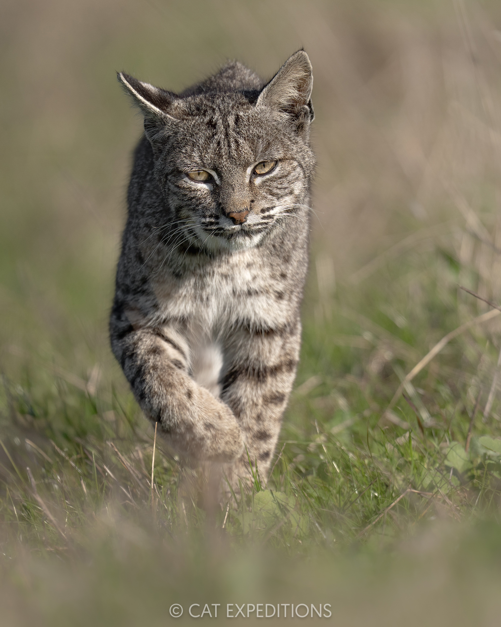 Bobcat female, taken during our private Bobcats of California photo tour in 2025. Photo by Cat Expeditions guide Andres Novales