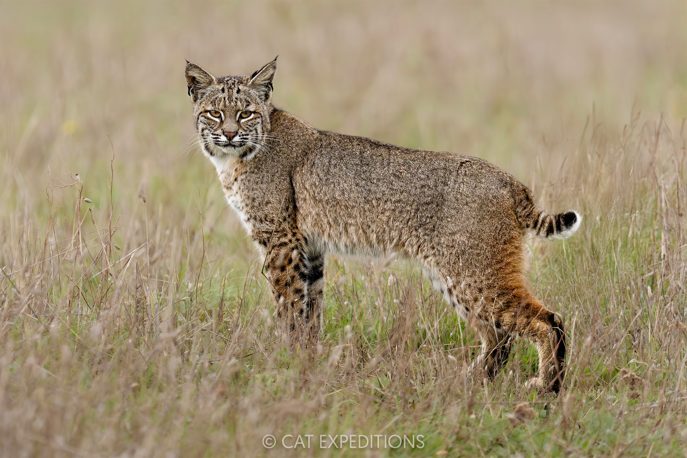 Bobcat female, taken during our private Bobcats of California photo tour in 2025. Photo by Cat Expeditions guide Andres Novales