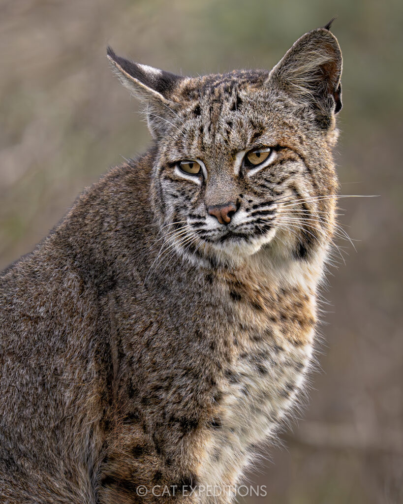 Bobcat female, taken during our private Bobcats of California photo tour in 2025. Photo by Cat Expeditions guide Andres Novales