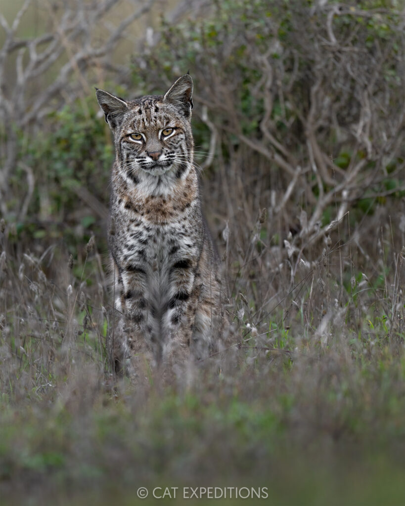 Bobcat female, taken during our private Bobcats of California photo tour in 2025. Photo by Cat Expeditions guide Andres Novales