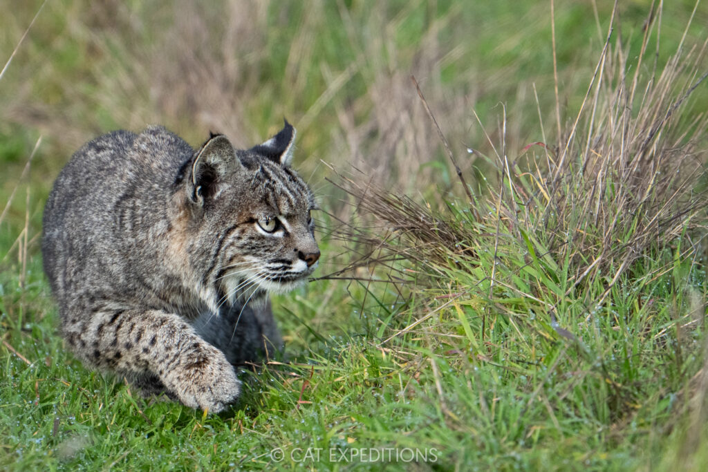 Bobcat stalking, taken during our Bobcats of California photo tour in 2025. Photo by Cat Expeditions guide Chris Daniels.
