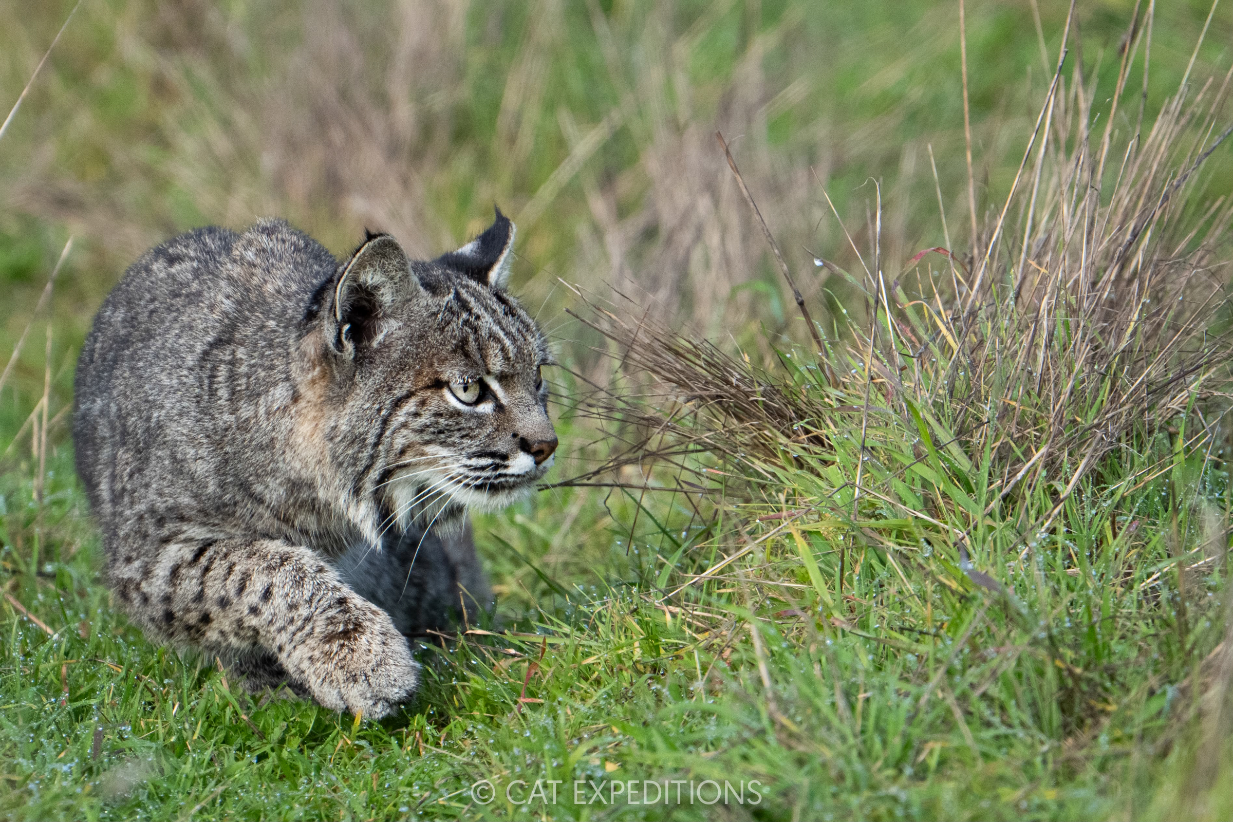 Featured image for “Bobcats of California Photo Tour 2025 Trip Report”