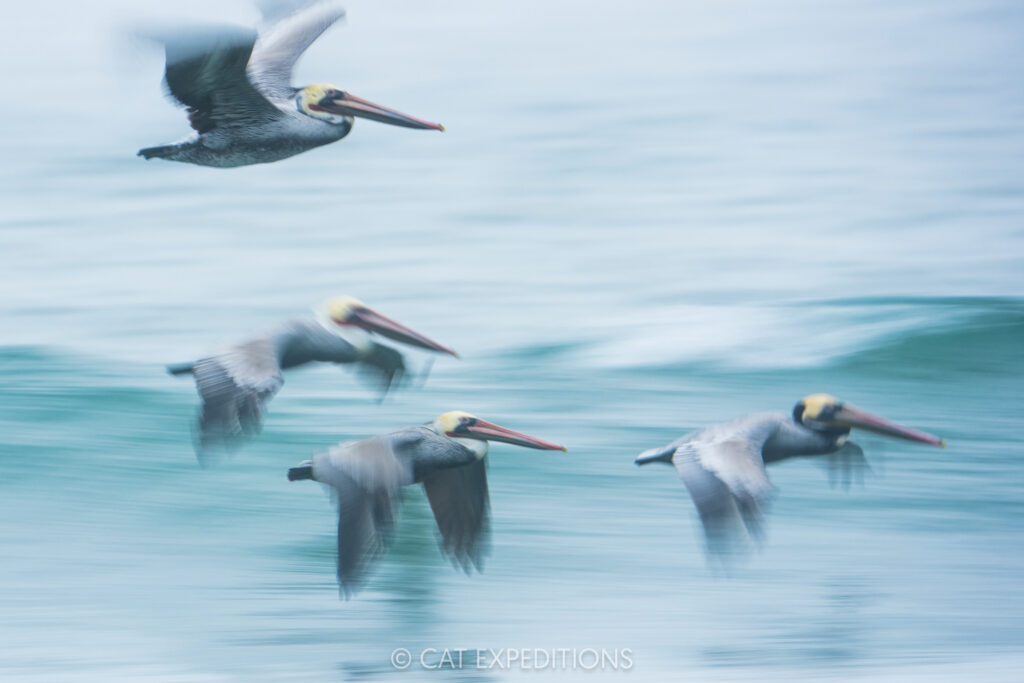 Brown Pelicans flying above waves, taken during our Bobcats of California photo tour in 2025. Photo by Cat Expeditions guide Chris Daniels.