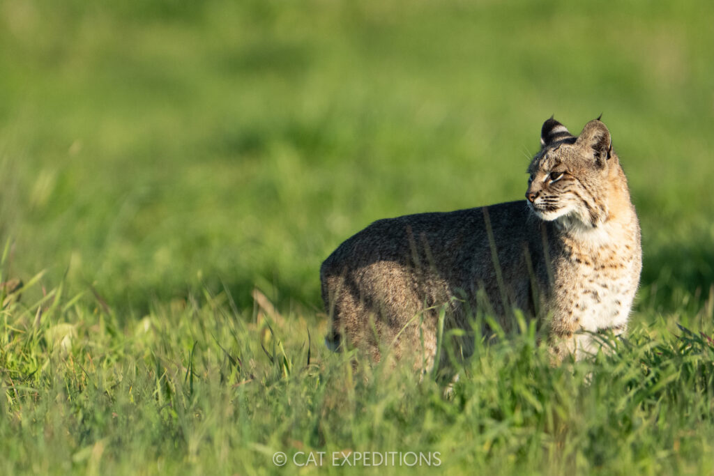 Bobcat, taken during our Bobcats of California photo tour in 2025. Photo by Cat Expeditions guide Chris Daniels.