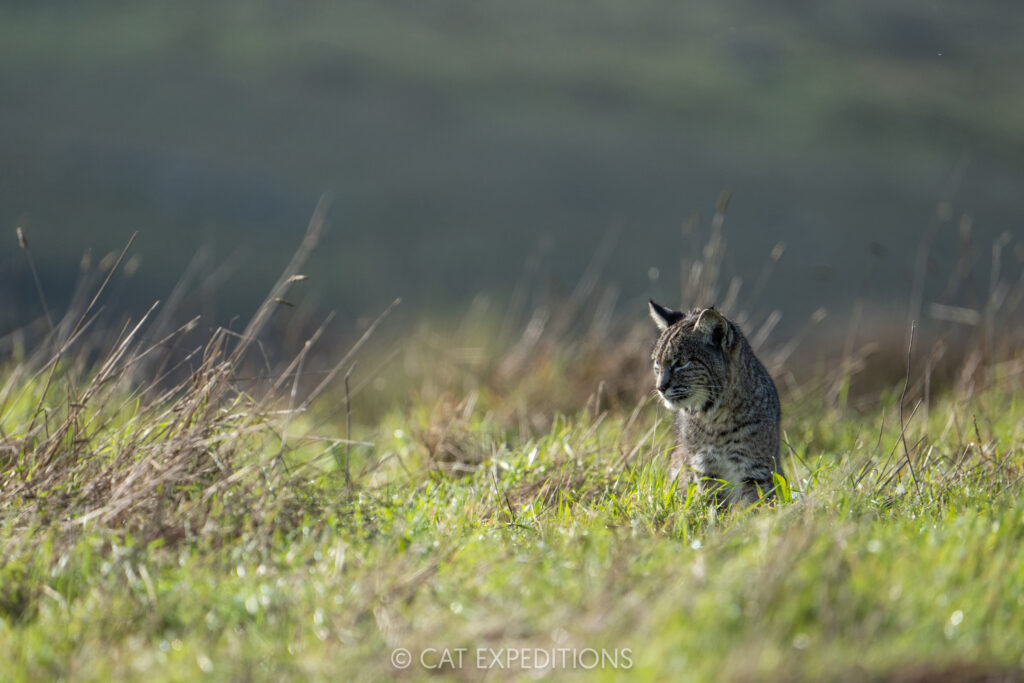Bobcat, taken during our Bobcats of California photo tour in 2025. Photo by Cat Expeditions guide Chris Daniels.