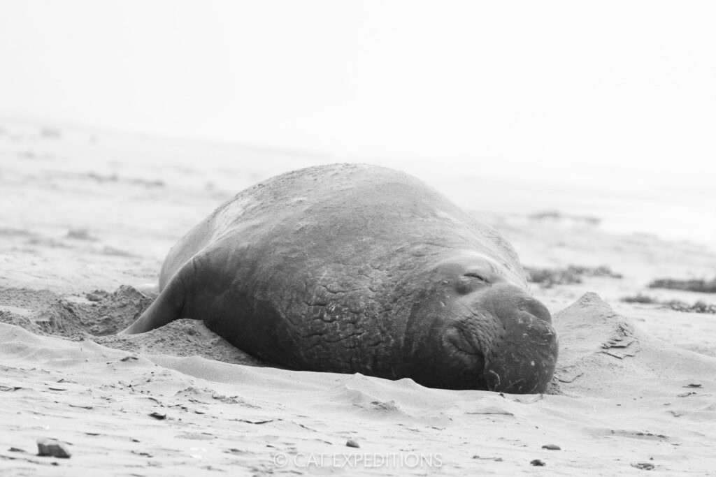 Northern elephant seal male, taken during our Bobcats of California photo tour in 2025. Photo by Cat Expeditions guide Chris Daniels.