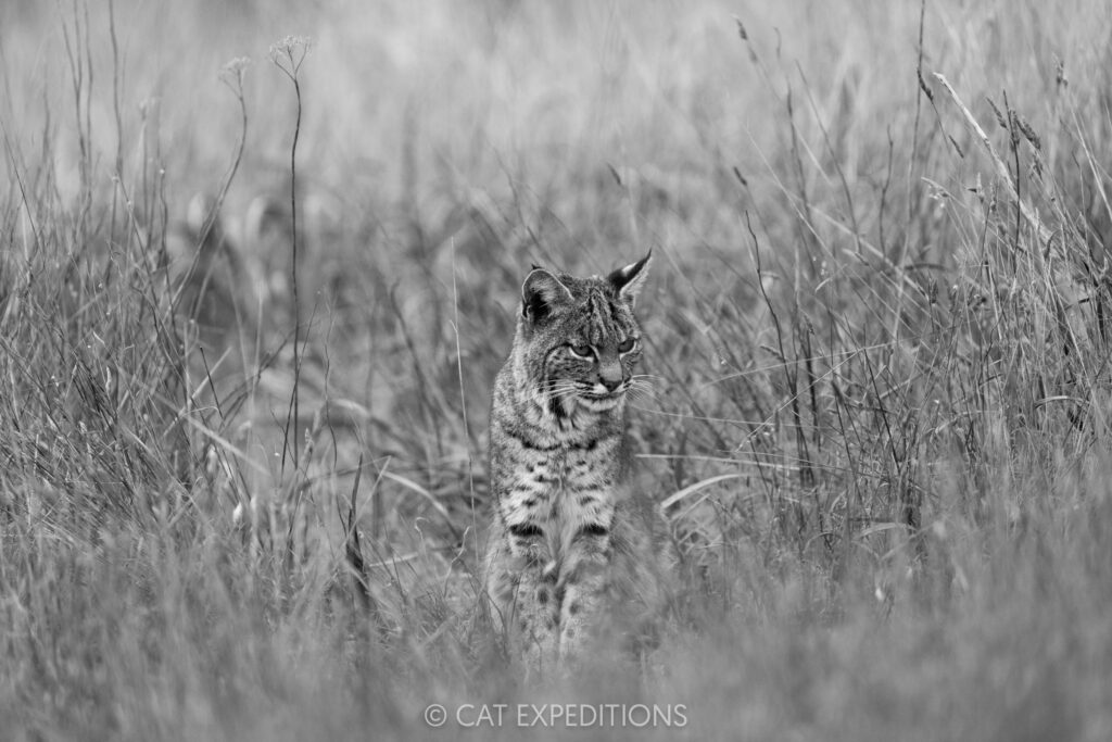 Bobcat female, taken during our Bobcats of California photo tour in 2025. Photo by Cat Expeditions guide Chris Daniels.