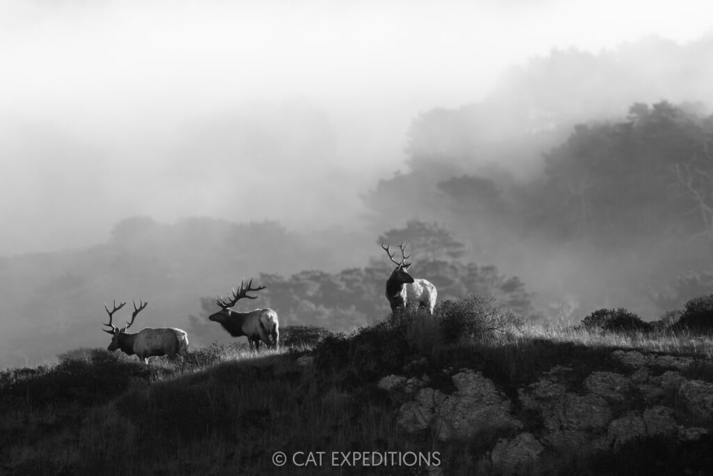 Tule elk bulls on ridge, taken during our Bobcats of California photo tour in 2025. Photo by Cat Expeditions guide Chris Daniels.