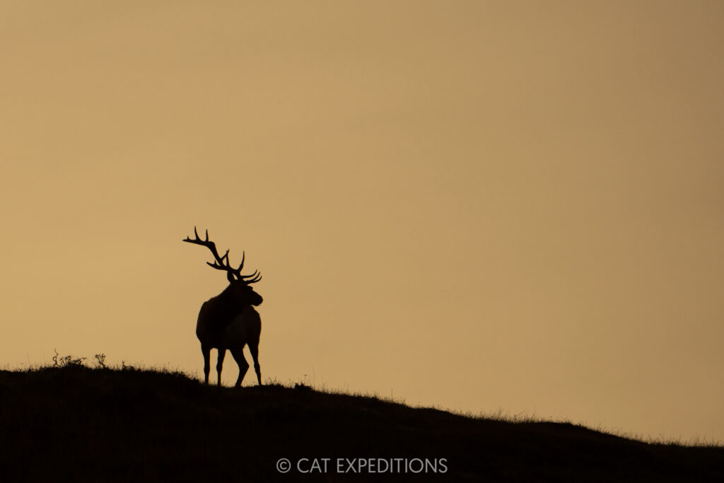Tule elk bull on ridge, taken during our Bobcats of California photo tour in 2025. Photo by Cat Expeditions guide Chris Daniels.