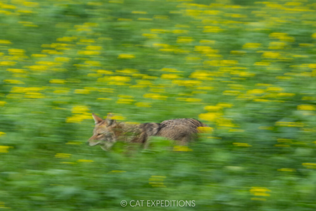 Coyote running through yellow flowerstaken during our Bobcats of California photo tour in 2025. Photo by Cat Expeditions guide Chris Daniels.