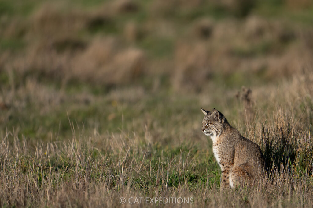 Bobcat, taken during our Bobcats of California photo tour in 2025. Photo by Cat Expeditions guide Chris Daniels.