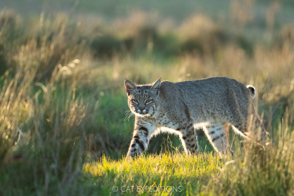 Bobcat, taken during our Bobcats of California photo tour in 2025. Photo by Cat Expeditions guide Chris Daniels.