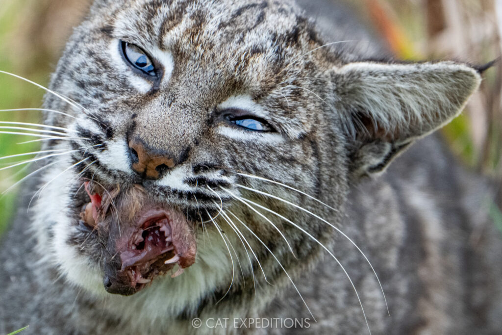 Bobcat female consuming dead long-tailed weasel, taken during our Bobcats of California photo tour in 2025. Photo by Cat Expeditions guide Chris Daniels.