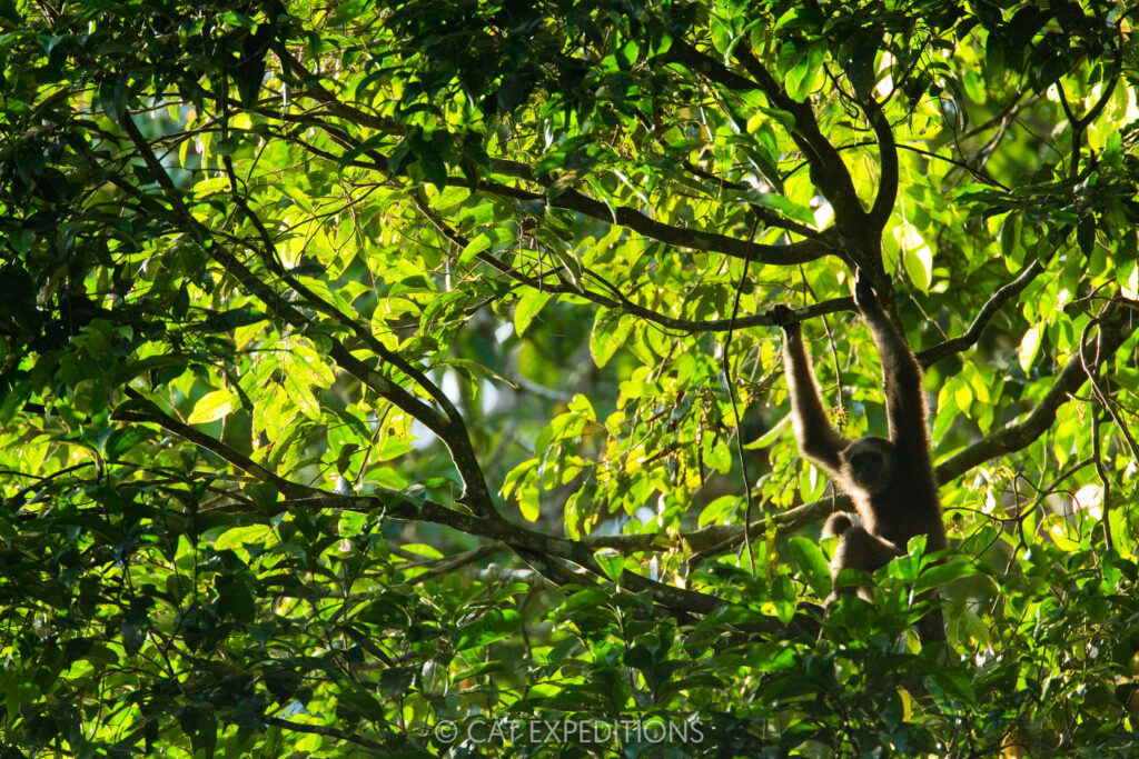 Muller's Bornean Gibbon (Hylobates muelleri) in tree, Sabah, Borneo, Malaysia