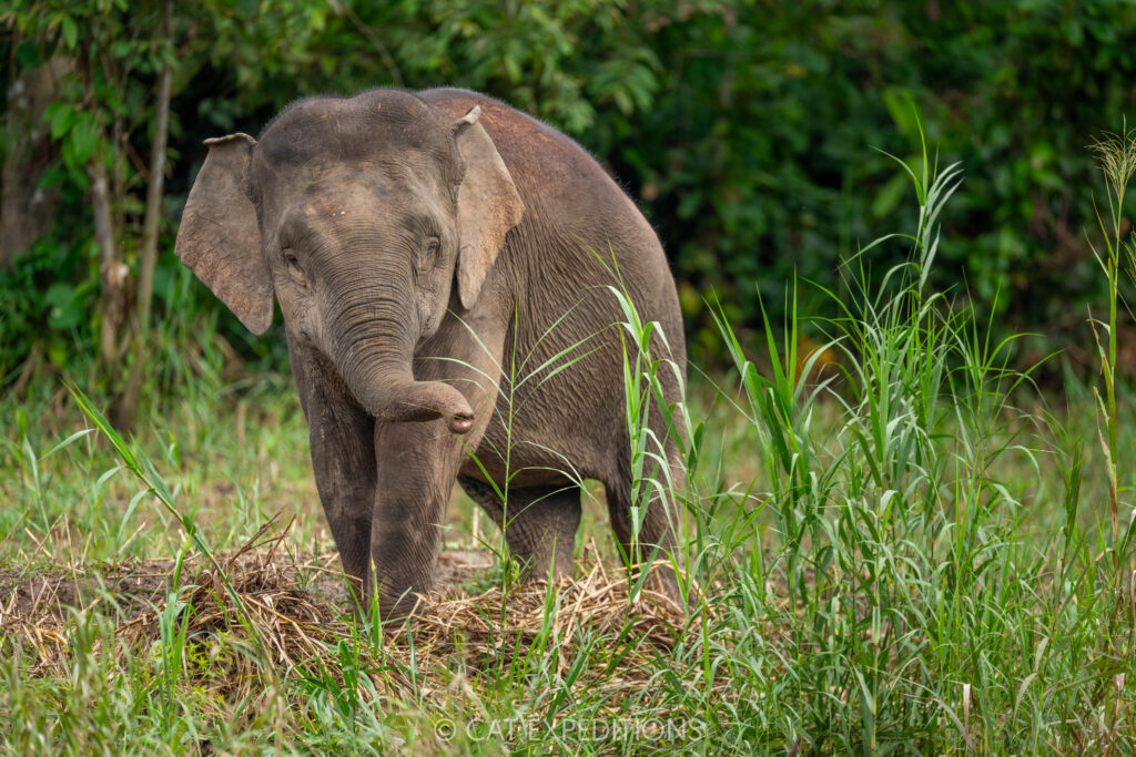 Borneo Pygmy Elephant (Elephas maximus borneensis), Kinabatangan River, Sabah, Borneo, Malaysia. Taken during our Cats of Borneo 2025 photo tour.