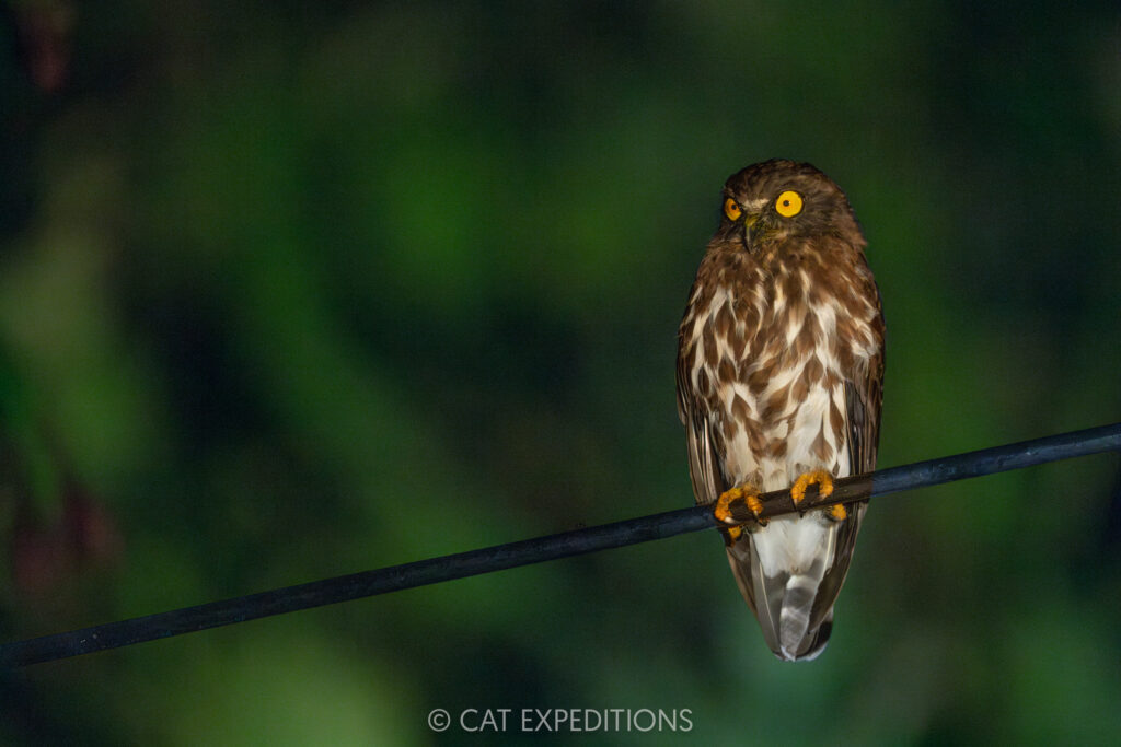 Brown Boobook in Danum Valley, during our Cats of Borneo Photo Tour 2025